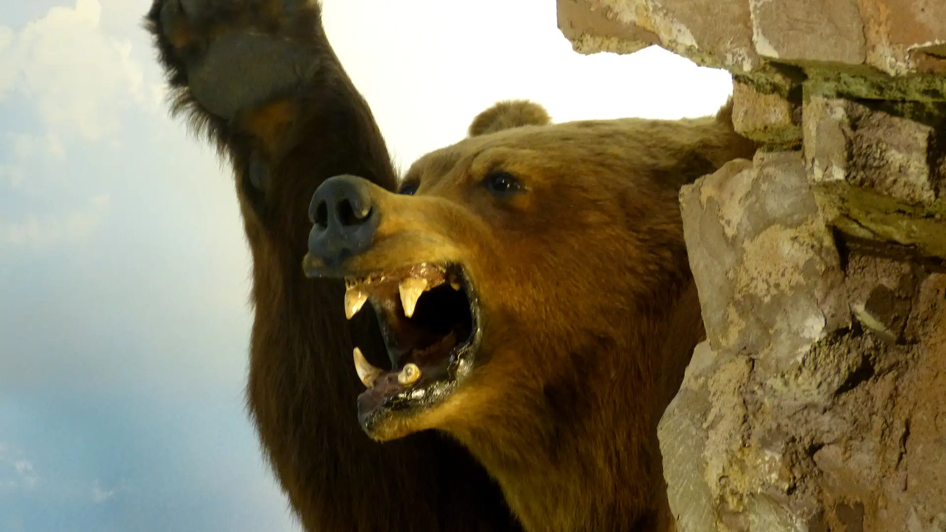 Salzburg haus der natur braunbär 2